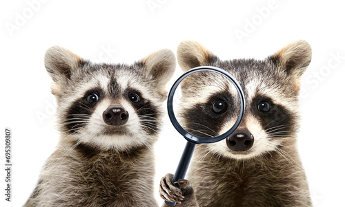 Portrait of a two funny curious raccoons looking through a magnifying glass isolated on a white background