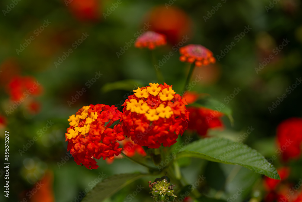 Lantana pospolita, piękne żółte i pomarańczowe kwiaty egzotyczne Lantana pospolita, piękne żółte i pomarańczowe kwiaty egzotyczne