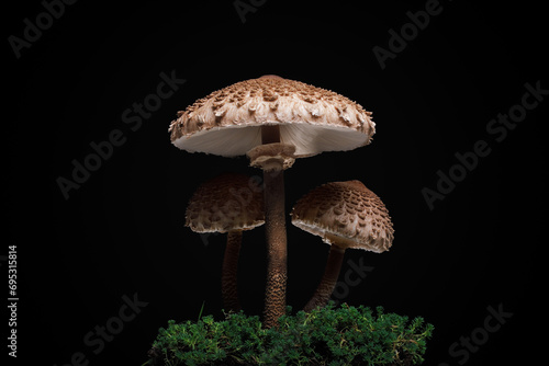 Fotografie Three Macrolepiota procera closeup on black background