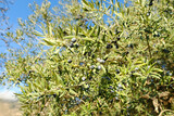 olive evergreen tree, Olea europaea with green leaves ripening fruits on branches against backdrop beautiful Mediterranean mountains, olive grove spring sunlight, beauty Spain, Andalusia, ‎Olive oil
