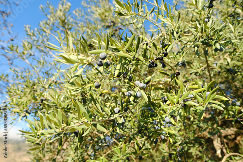 olive evergreen tree, Olea europaea with green leaves ripening fruits on branches against backdrop beautiful Mediterranean mountains, olive grove spring sunlight, beauty Spain, Andalusia, ‎Olive oil