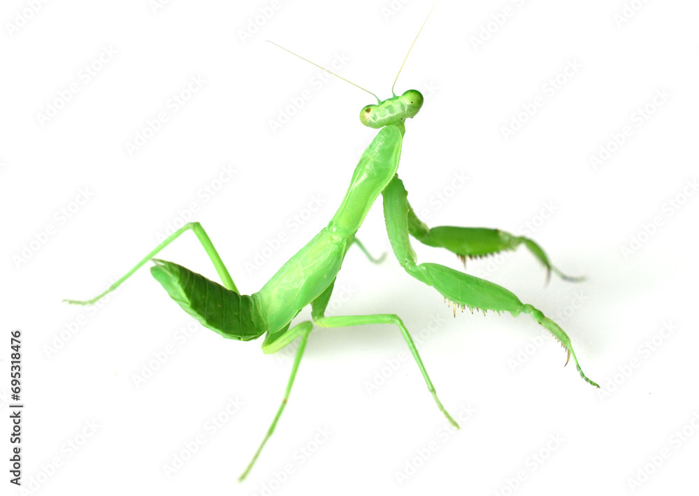 cute mantis cute mantis
