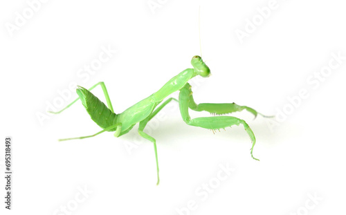cute mantis