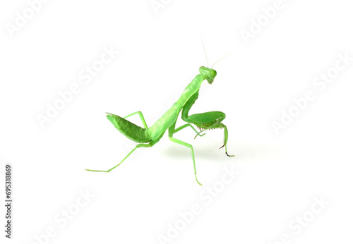 cute mantis