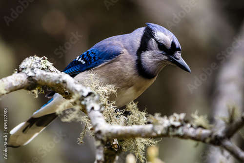 Bluejay on lichen covered branch