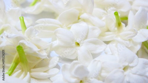 white jasmine flowers isolated in white background