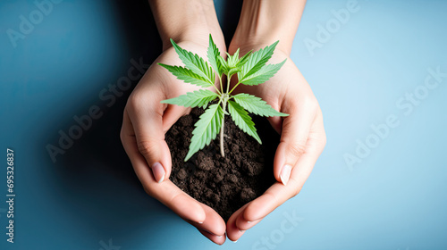  female hands holding green seedling of canabis on blue background