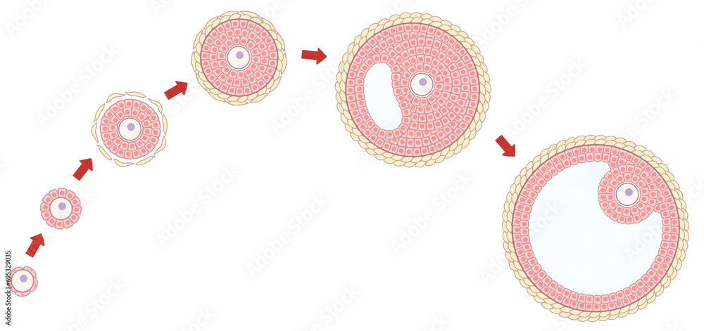 Ovarian follicle growth and development diagram PNG - obrazy, fototapety, plakaty 