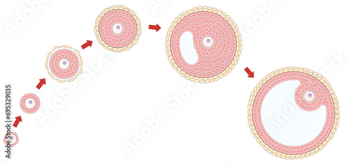 Ovarian follicle growth and development diagram PNG photo