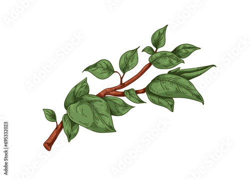 Leaf branch. Green leaves on twig, botany drawing in retro style. Vintage realistic natural element, sprig. Botanical hand-drawn vector illustration isolated on white background