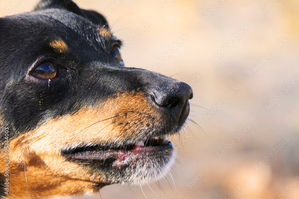 Close-up of a Jack Russell Terrier dog's muzzle. Close-up of a Jack Russell Terrier dog's muzzle.
