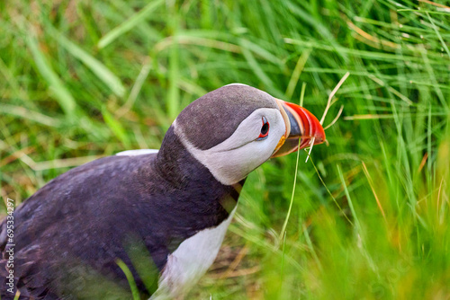 Cute and adorable Puffin, fratercula, on a cliff in Norway. © Jens