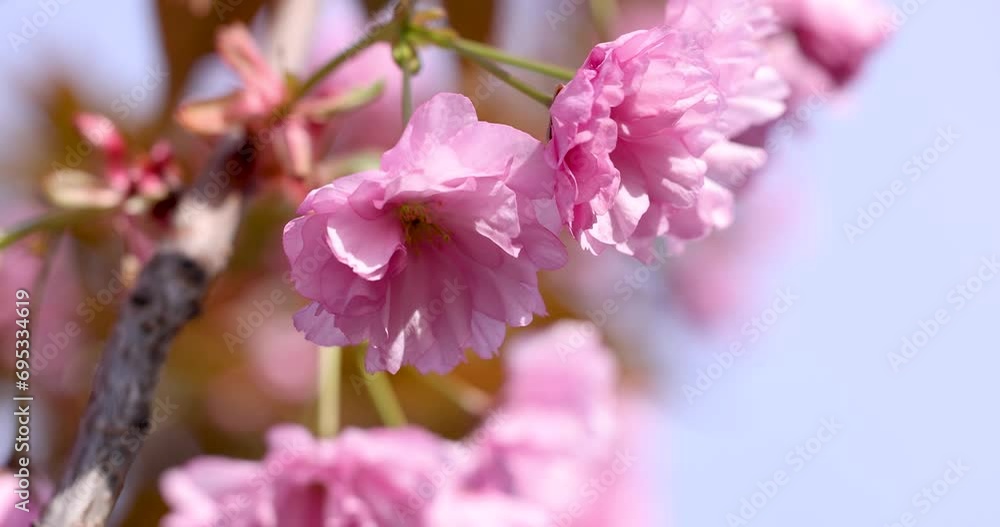 Slow motion video of sakura pink blossom spring In the park Slow motion video of sakura pink blossom spring In the park