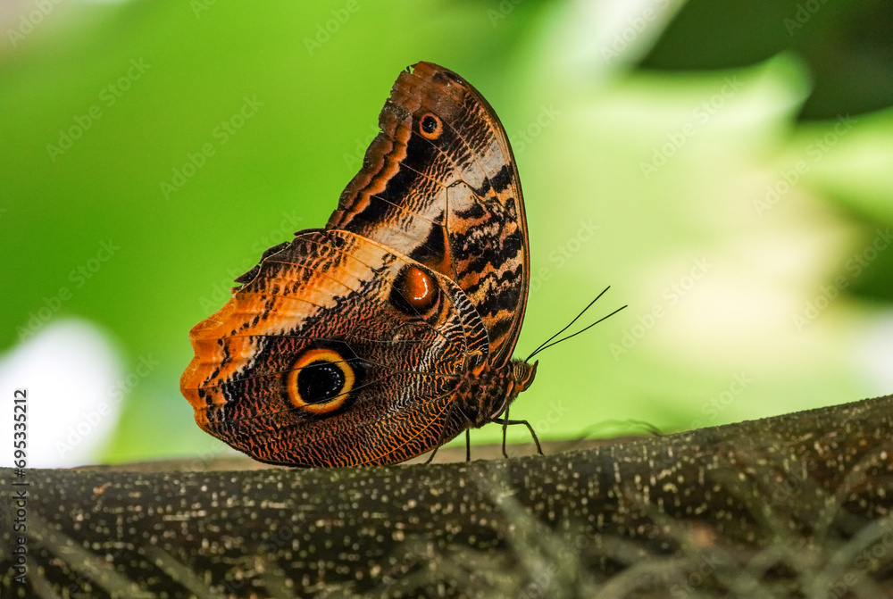Banana butterfly, owl butterfly, Caligo eurilochus. Insect close-up.
Banana butterfly, owl butterfly, Caligo eurilochus. Insect close-up.