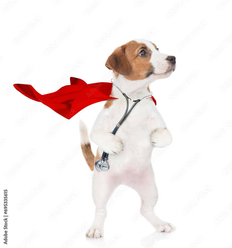 jack russell terrier wearing like a doctor with superhero cape and with stethoscope on his neck looks away on empty space. Isolated on white background