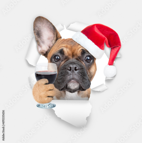 Cute French bulldog puppy wearing red santa hat holding glass of red wine and looking through the hole in white paper