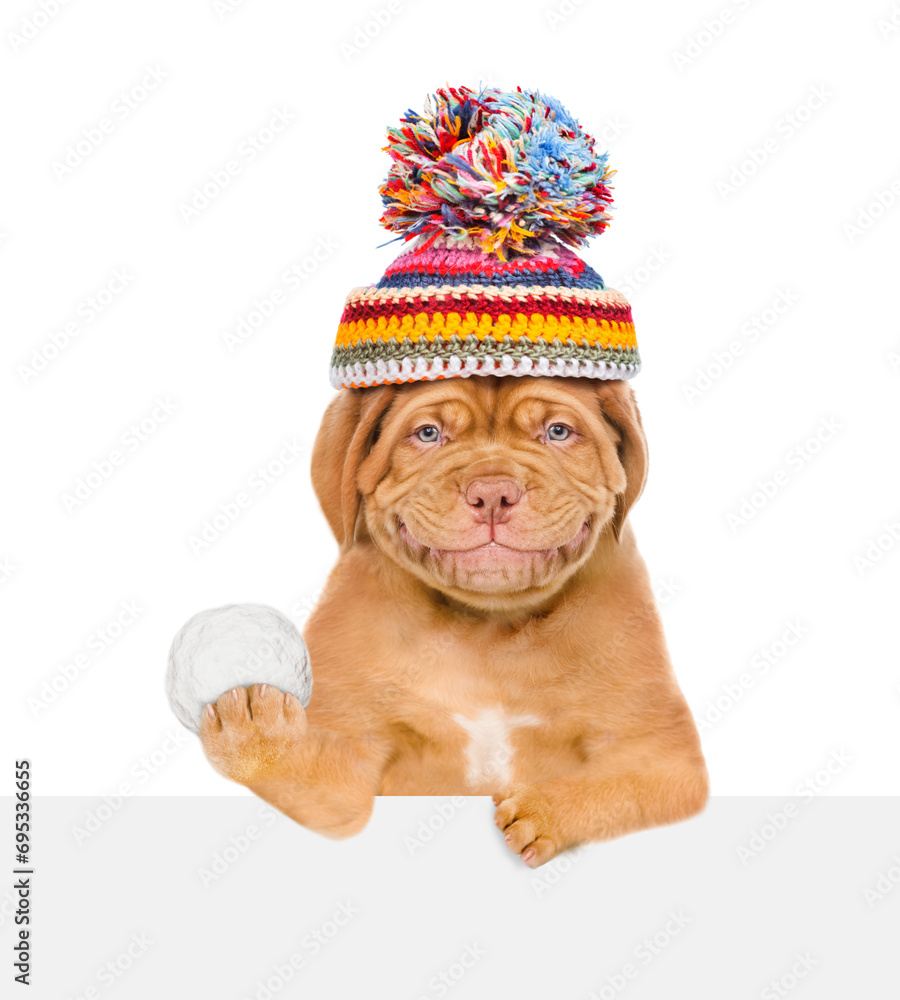 Smiling mastiff puppy wearing warm winter knitted woolen hat with pompon holds snowball above empty white banner. Isolated on white background