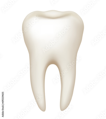 The structure of a human tooth. Anatomy of the tooth. Vector illustration.
