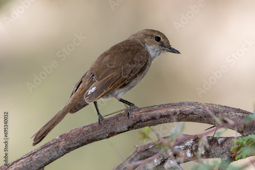 Familiar chat (Gewone spekvreter) (Cercomela familiaris) at Kransbrak in the Kgalagadi Transfrontier Park, Kalahari photo