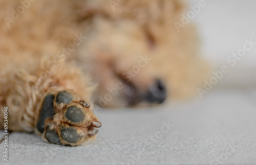 Young brown poodle dog paw close up.