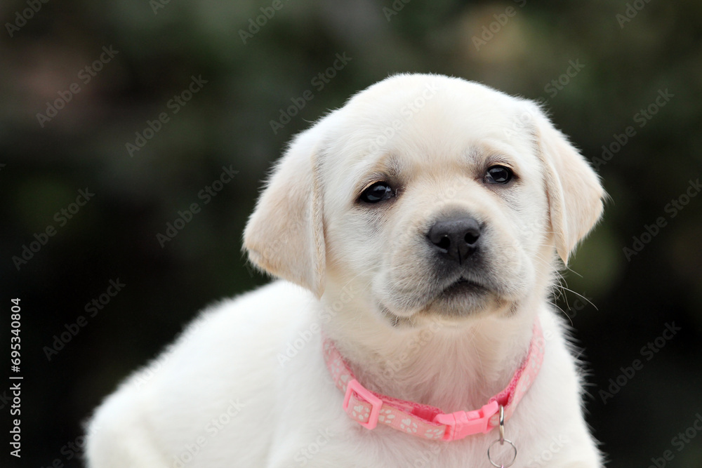 yellow labrador retriever in summer close up yellow labrador retriever in summer close up