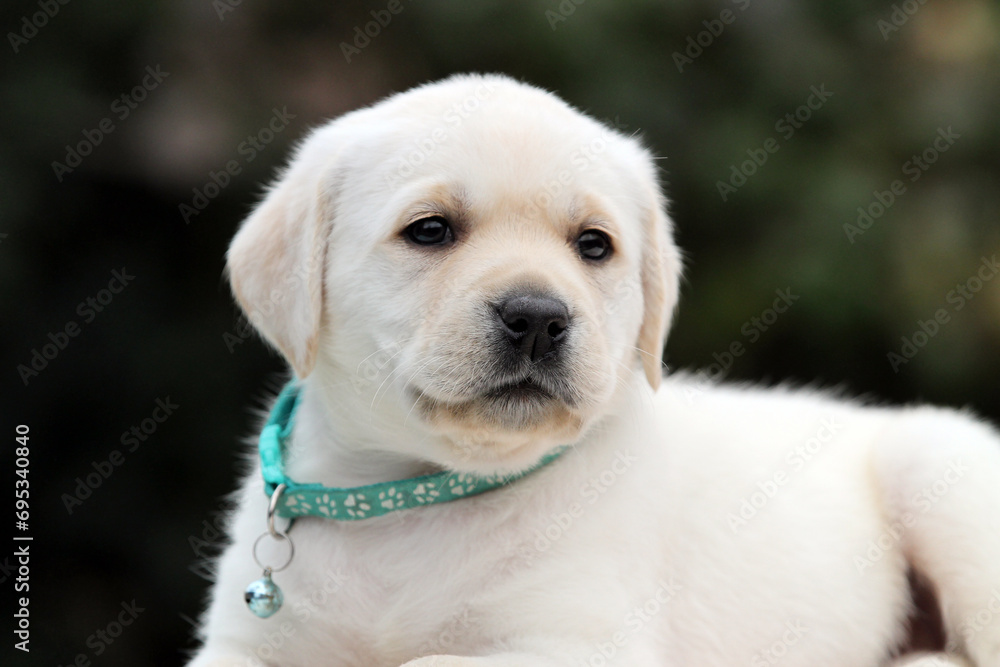 yellow labrador retriever in summer close up yellow labrador retriever in summer close up
