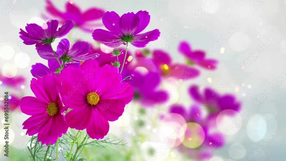 Cosmos fresh dark pink flowers and leaves with glimming bokeh in background Cosmos fresh dark pink flowers and leaves with glimming bokeh in background