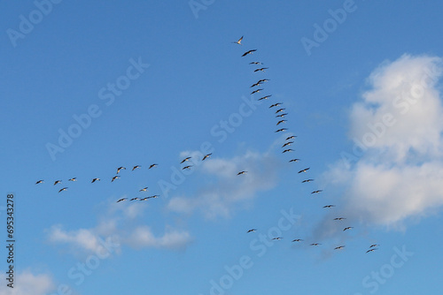 Minimalist photography of a group of flamingoes flying in V formation in a blue sky with white clouds. Camargue, Provence-Alpes-Côte-d'Azur, France. photo