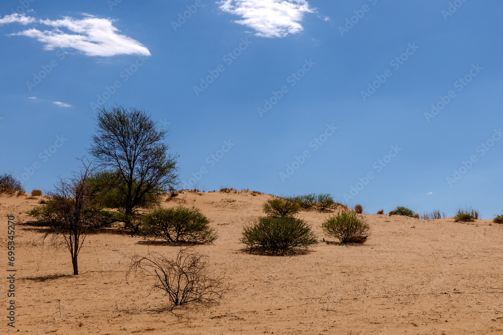 Arid Kalahari Landscape, near Tierkop and Kij Kij in the Kgalagadi Transfrontier Park
