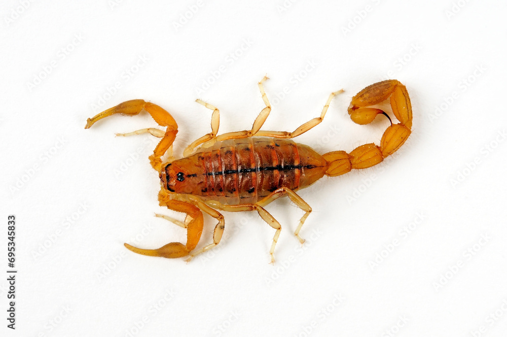 Afrikanischer Dickschwanz-Skorpion // Common Lesser-Thicktail Scorpion (Uroplectes carinatus) Afrikanischer Dickschwanz-Skorpion // Common Lesser-Thicktail Scorpion (Uroplectes carinatus)