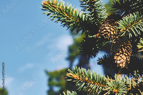 Wonderful fresh green pine branch with cones, clear blue sky photo
