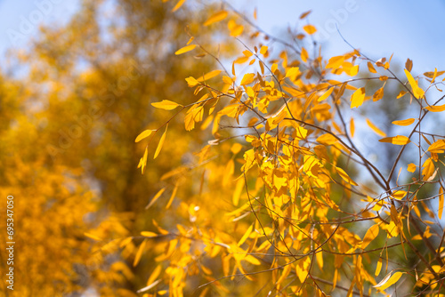 autumn trees in the park photo