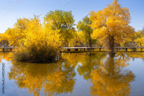 autumn trees in the park photo