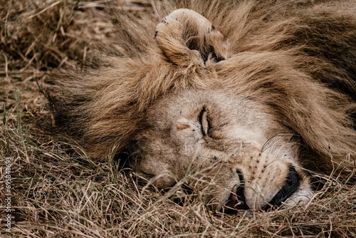 Resting male lion in the grasslands of Kenya photo