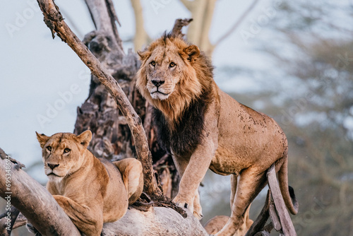 Majestic lions lounging on a tree in Kenyan savanna photo
