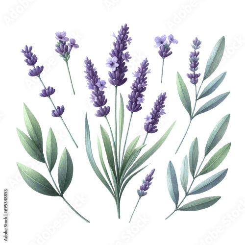 lavender flower plant with leaves watercolor paint on white for greeting card wedding design