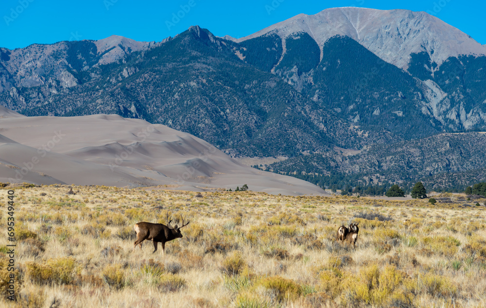 A herd of deer grazes in the desert near sand dunes, Great Sand Dunes NP, Preserve Colorado A herd of deer grazes in the desert near sand dunes, Great Sand Dunes NP, Preserve Colorado
