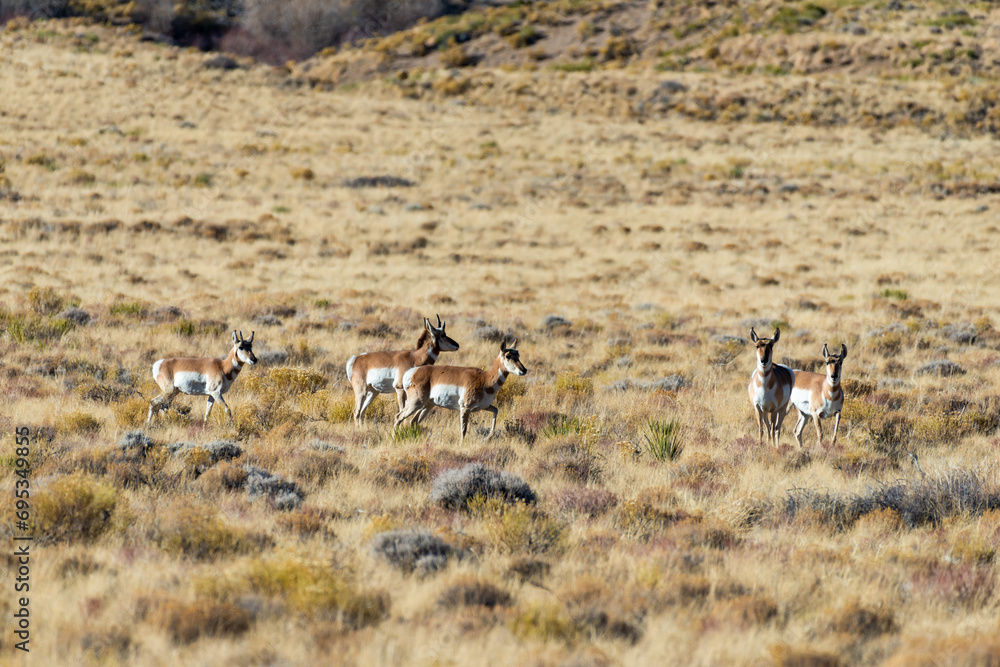 A herd of deer grazes in the desert near sand dunes, Great Sand Dunes NP, Preserve Colorado A herd of deer grazes in the desert near sand dunes, Great Sand Dunes NP, Preserve Colorado