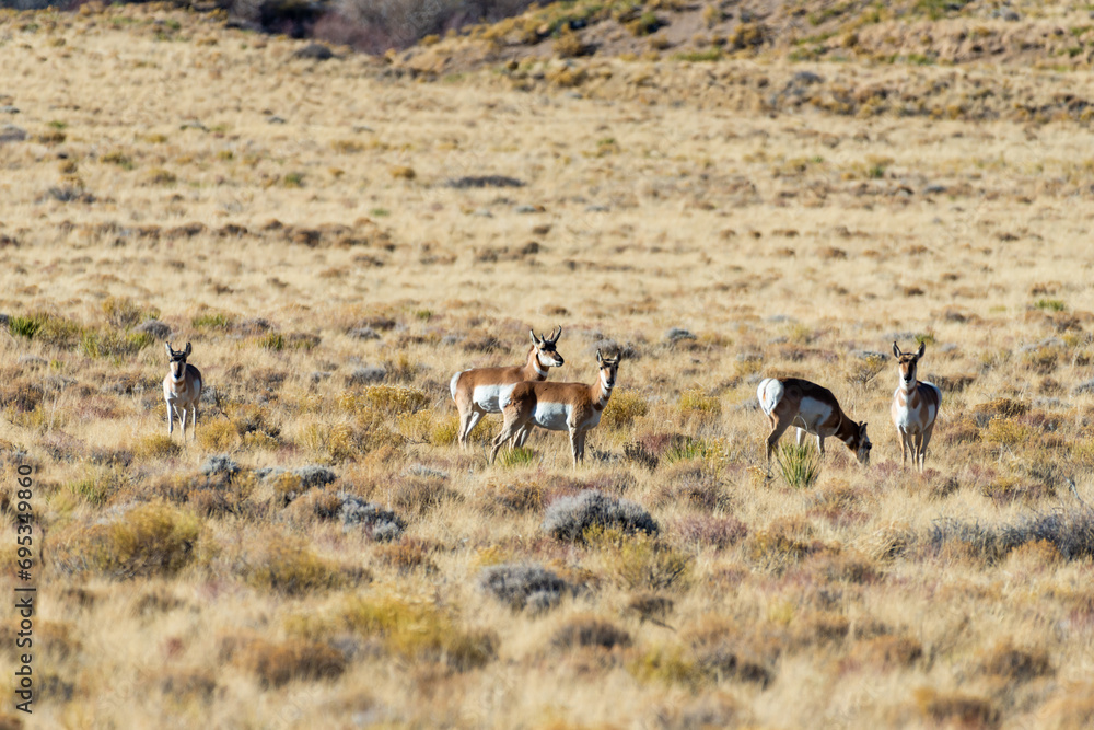 A herd of deer grazes in the desert near sand dunes, Great Sand Dunes NP, Preserve Colorado A herd of deer grazes in the desert near sand dunes, Great Sand Dunes NP, Preserve Colorado