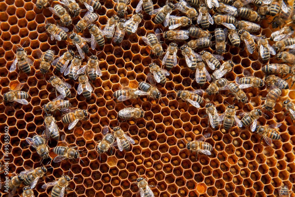 Working bees in a hive on honeycomb. Close up view of the working bees on honeycomb. . Working bees in a hive on honeycomb. Close up view of the working bees on honeycomb. .