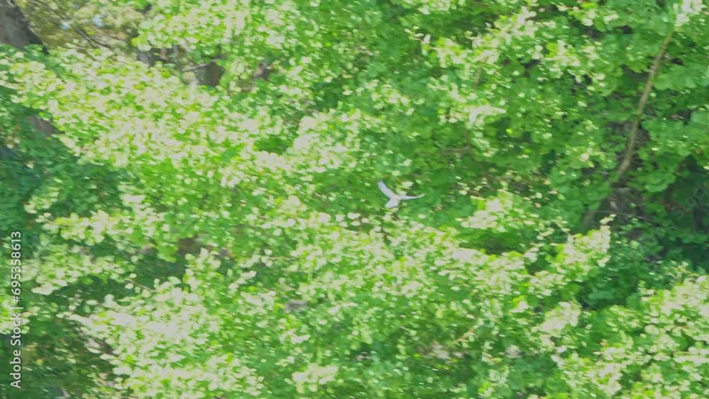 azure winged magpie in a forest azure winged magpie in a forest