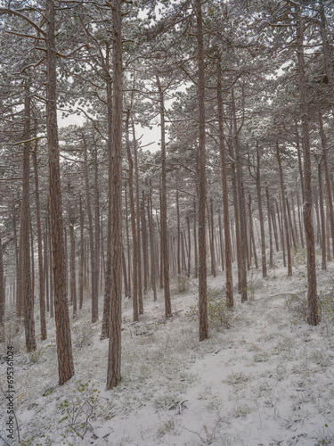 snow in the forest.winter time