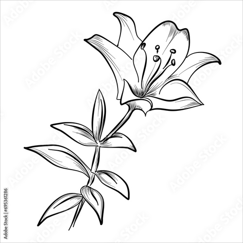hand drawing of a lily flower, vector