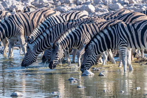 A group of Burchell s Plains zebra -Equus quagga burchelli- drinking from a waterhole on the plains of Etosha National Park  Namibia.