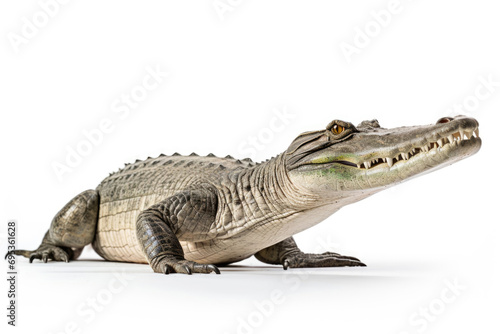 A gharial, a long-snouted crocodile with a narrow muzzle on white background © Veniamin Kraskov
