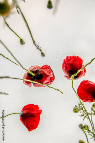 Fototapeta Naklejka Na Ścianę i Meble -  red poppies