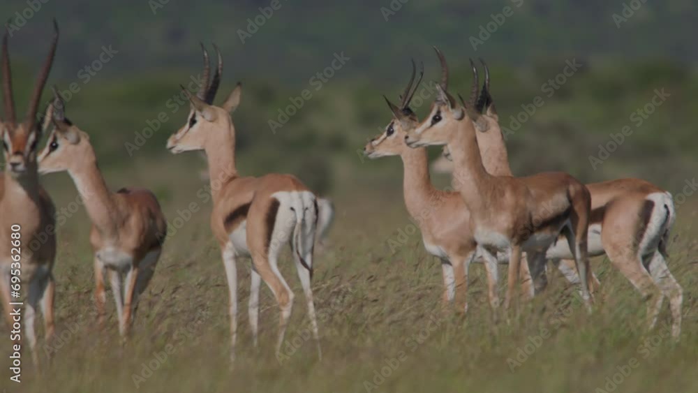 Wide shot of a herd of Thomson's gazelles (Eudorcas thomsonii) frightened by a predator during the morning in Africa. Wide shot of a herd of Thomson's gazelles (Eudorcas thomsonii) frightened by a predator during the morning in Africa.