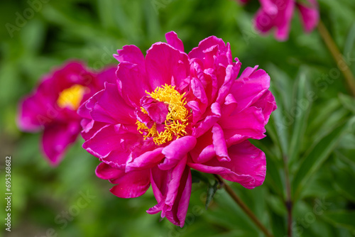 Pink flowers peonies flowering on background pink peonies. Peonies garden. 