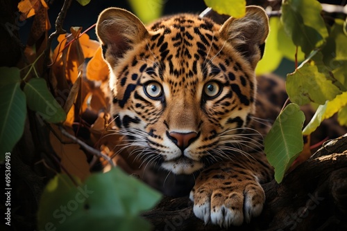Crouching jaguar in a tree as it observes its surroundings, Generative AI photo