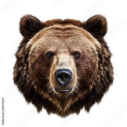 Brown Bear vector